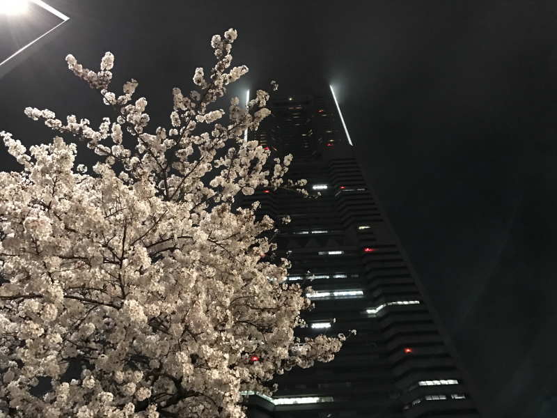 さくら通りの夜桜とランドマークタワー