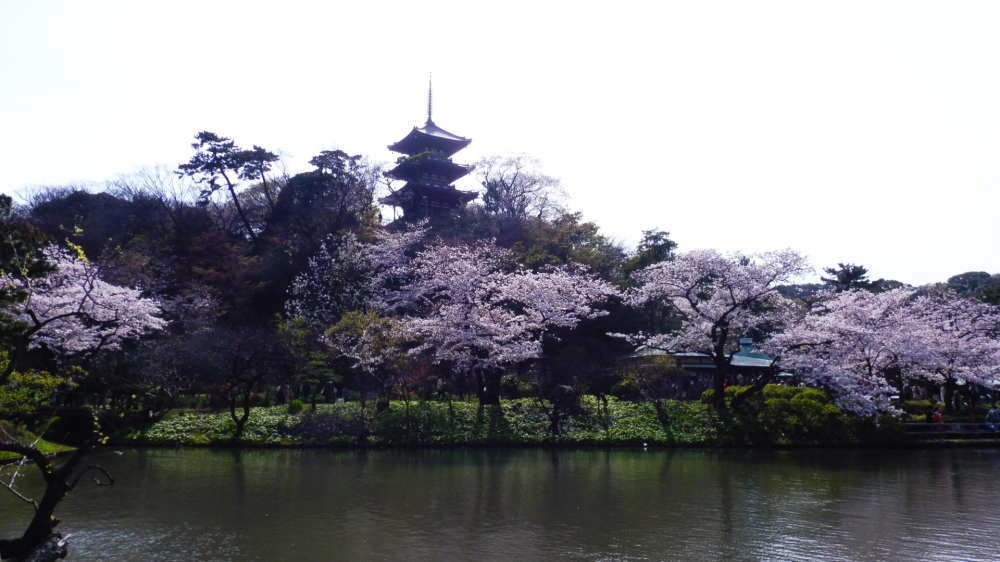 三溪園の桜と旧燈明寺三重塔