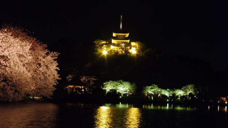 三溪園の夜桜と旧燈明寺三重塔