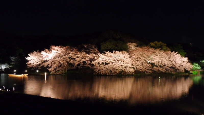 鶴翔閣の方向からの夜桜