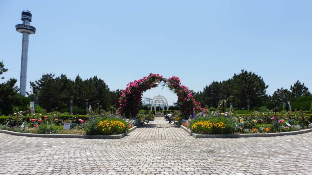 丘の広場の薔薇園