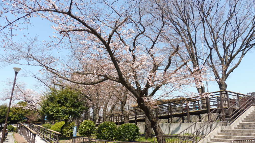 野毛山公園の桜