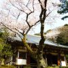 平日の三溪園（2017年4月） 桜の季節